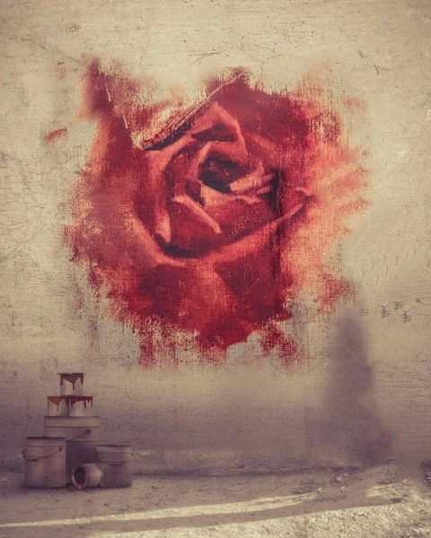 Rose Wall Photo Editing HD Background Download