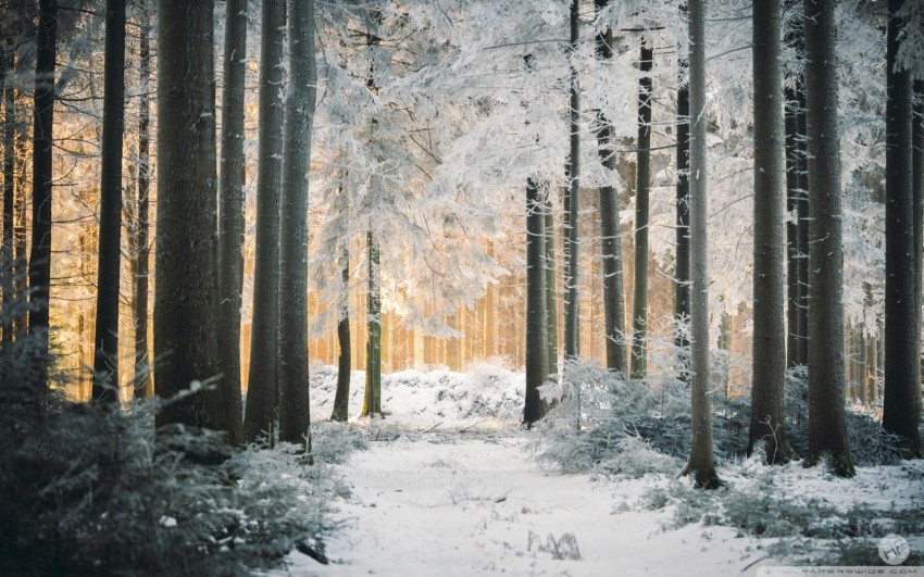 Rustic Winter Tree Forest Background HD Download