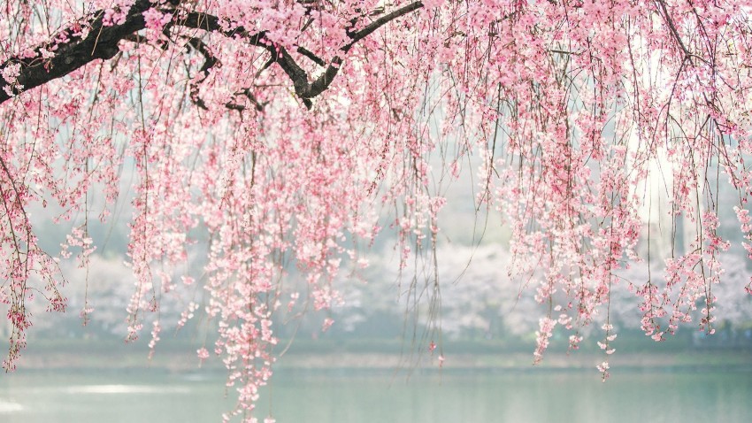 🔥 Downloading... Sakura Tree Background Full HD Images Photos Download ...