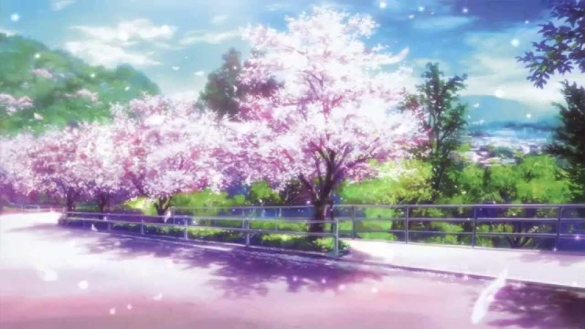 Sakura Tree Background HD Wallpaper Download