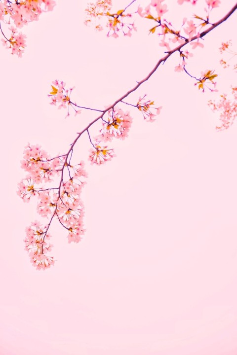 Sakura – beautiful wall mural – Photowall