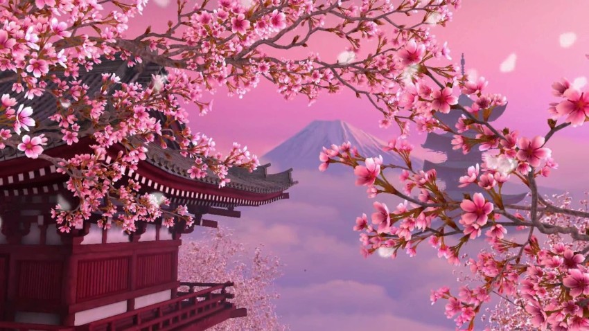 Sakura Tree Photos Download The BEST Free Sakura Tree Stock Photos  HD  Images