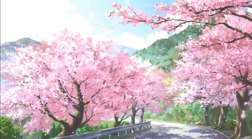 sakura tree | sakura tree drawing | sakura tree wallpaper | sakura tree  aesthetic | sakura tree tattoo | sakura tree anime | sakura tree art |  Perfect Gift