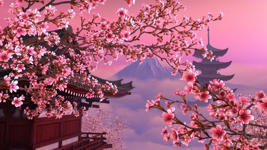 410 Cherry Blossom HD Wallpapers and Backgrounds