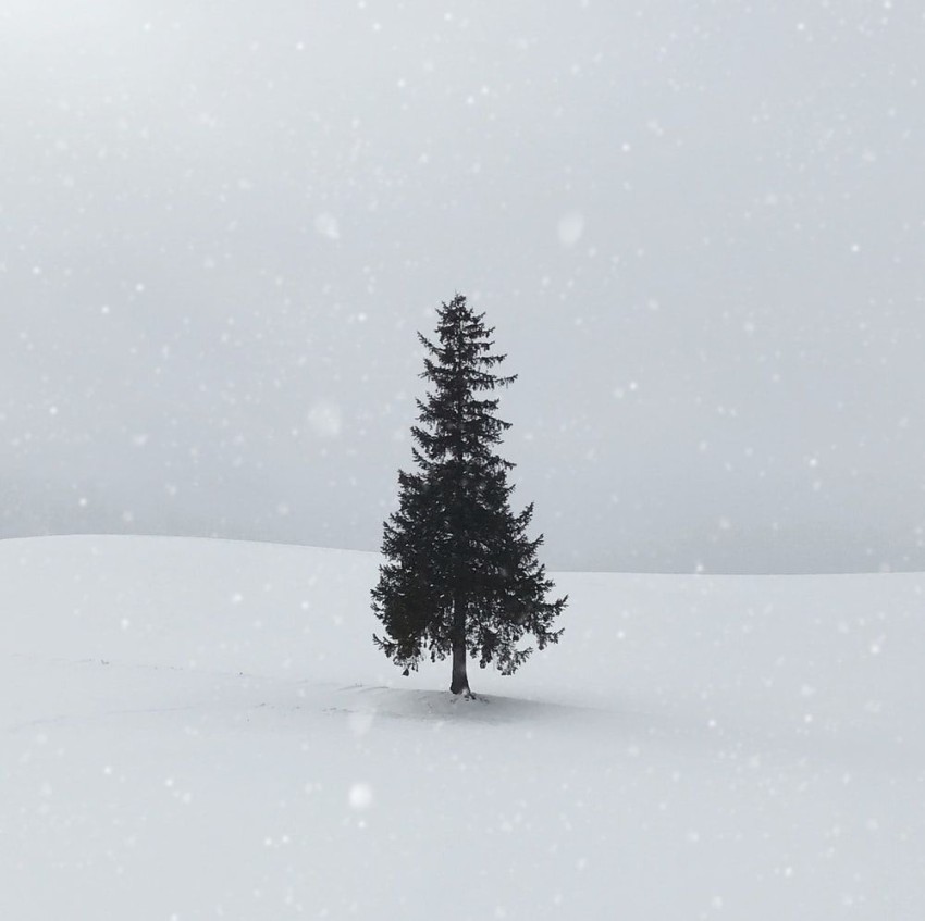 Single Green Winter Tree Background HD Download