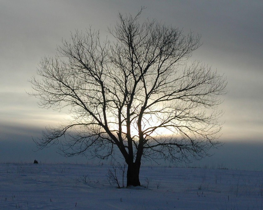 Single Rustic Winter Tree Background HD Download