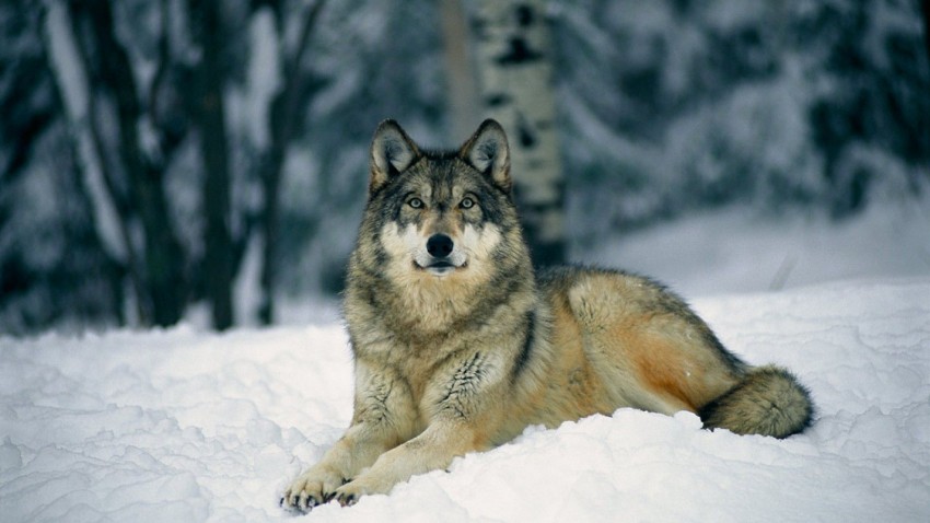 Sitting Wolf Ice Background Full HD Wallpaper Download