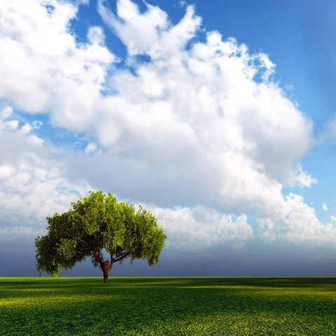 Sky With Single Tree Background HD Download
