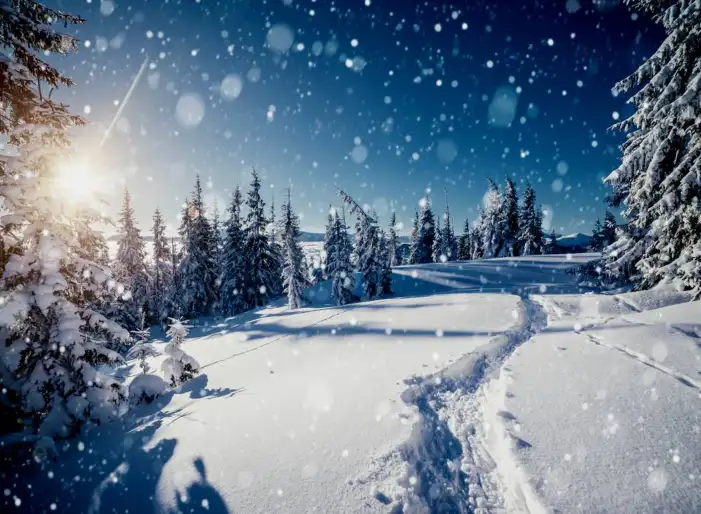 🔥 Snow Tree Forest Background HD Images Free | CBEditz