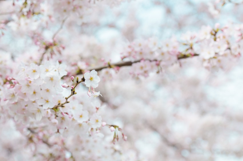 Spring Cherry Blossom Tree Background HD Download