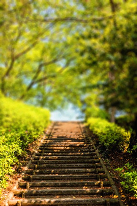 Stairs Garden Picsart Editing Background HD Download