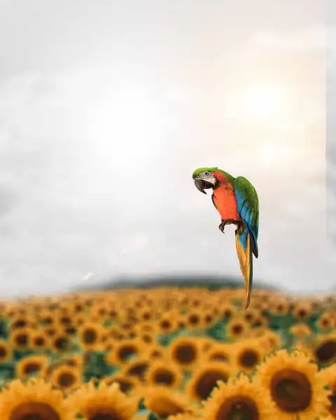 Sunflower CB Editing Background Full HD Download