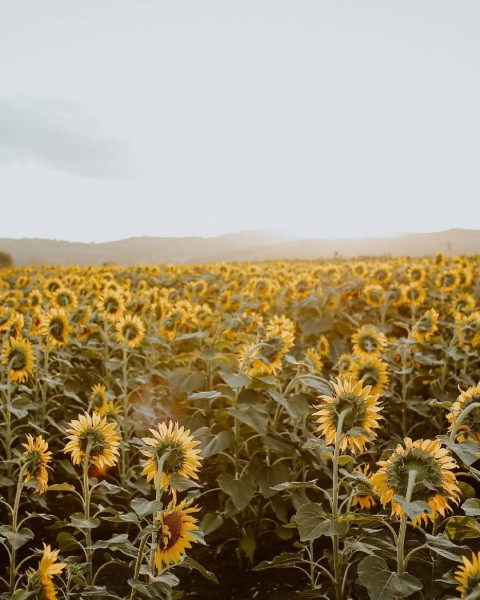 Sunflower PicsArt CB Editing HD Background