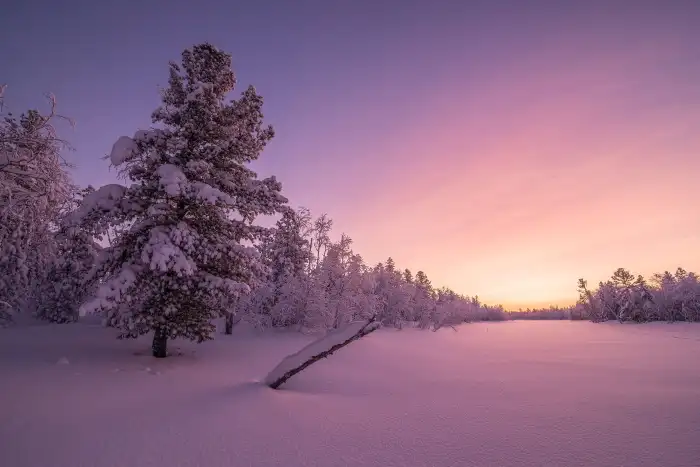 🔥 Sunrise Winter Forest Background HD Wallpaper Free | CBEditz