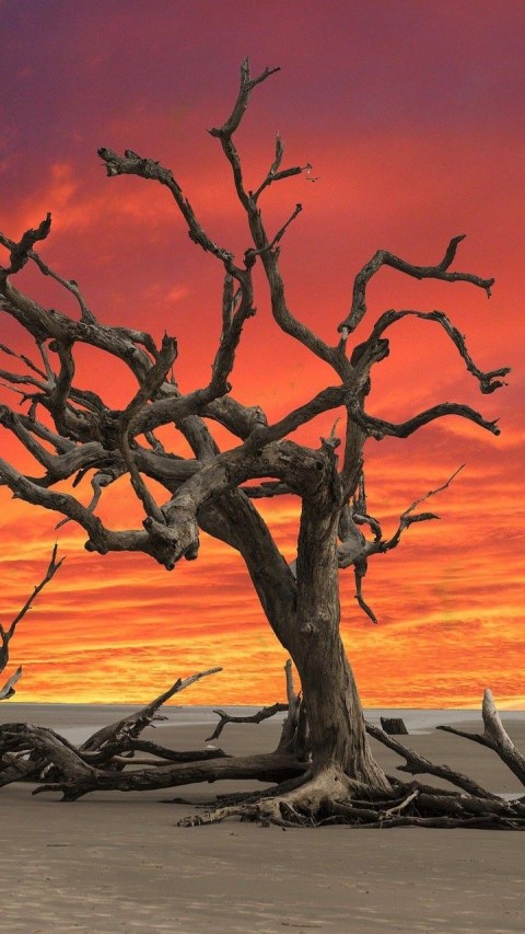 Sunset Dead Tree Background HD Download