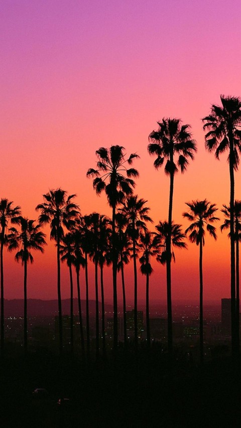 Sunset Palm Trees Wallpaper 62 images