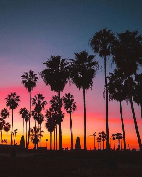 🔥 Sunset Sky Palm Tree Background HD Donwload | CBEditz