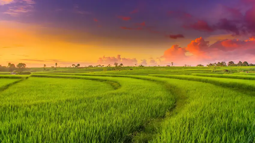 Sunset Sky Rice Field Background HD Download Free