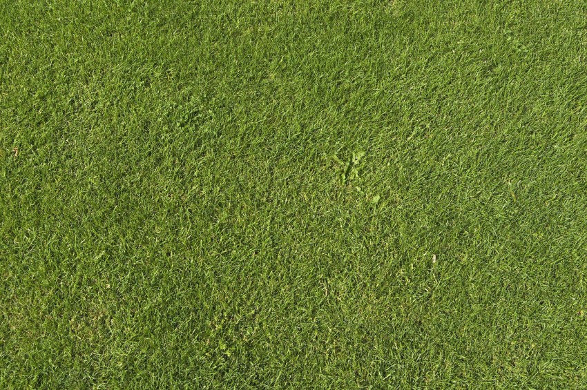 Texture Grass Background Images Photos Download