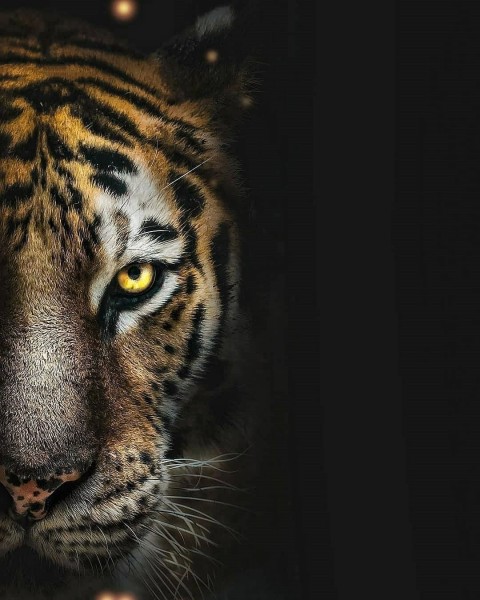 Tiger Face Editing Picsart Background