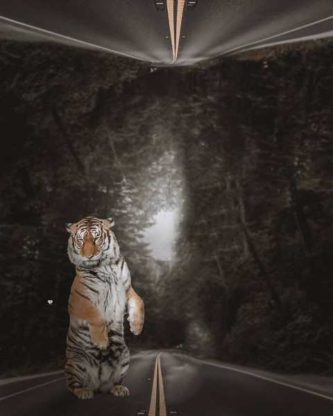 Tiger On Road Picsart Editing Background