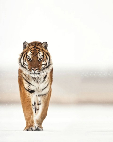 Tiger PicsArt Photo Editing Background Full hd