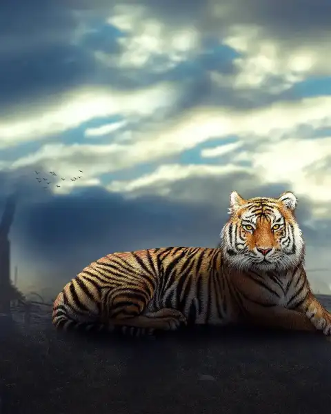 Tiger Sitting Photo Editing Background Download