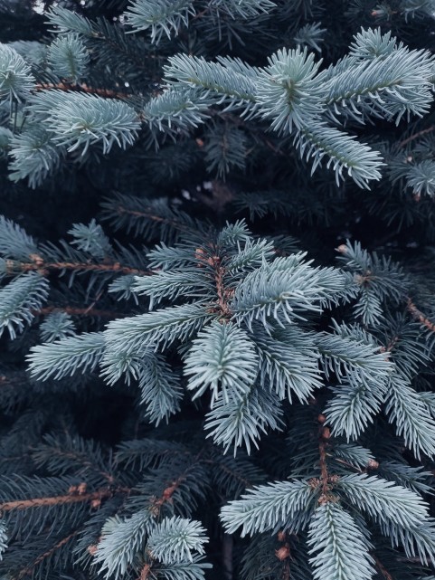 Top Rustic Winter Tree Background HD Download