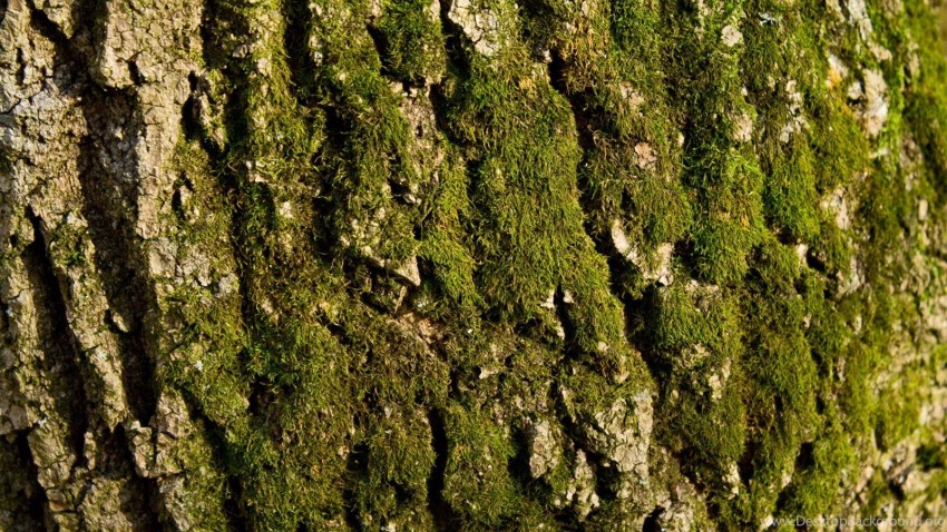 Thumbail Of Tree Bark Background