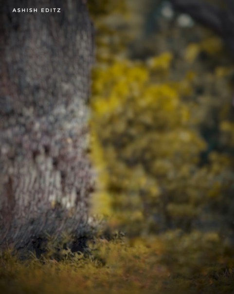 Tree Blur CB Editing Background Full HD  Download