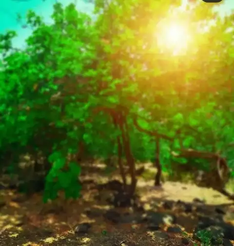 Tree Blur CB Editing Background Full HD Download