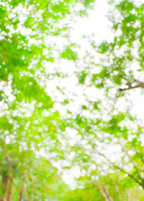 Tree Blur New CB Background HD