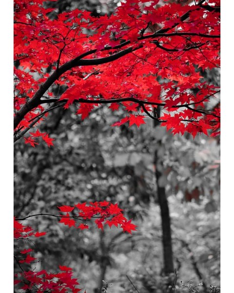 🔥 Tree Picsart Editing Background | CBEditz