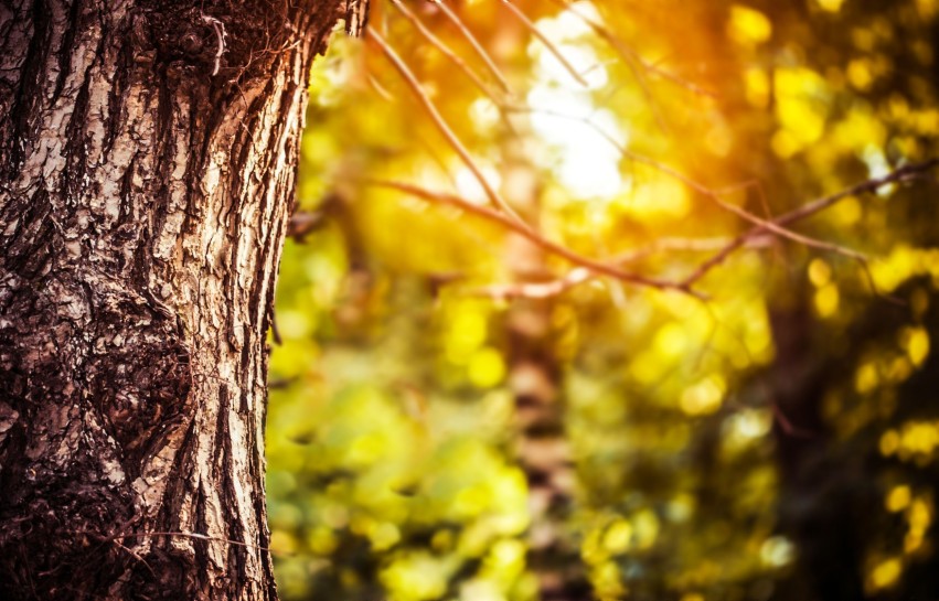 🔥 Tree Sunset Blur DSLR Background Full HD Download | CBEditz