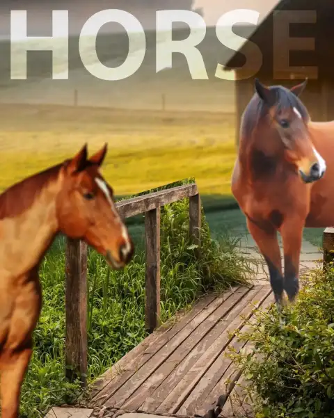 Two Brown Horse Picsart Background Full HD Download