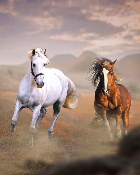 Two Horse Editing Picsart Background