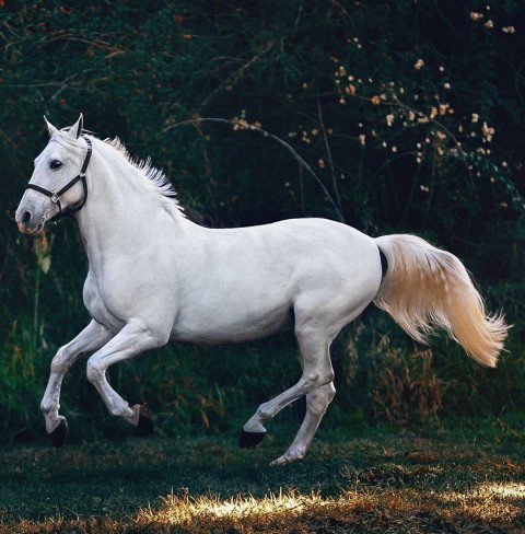White Horse Picsart Background