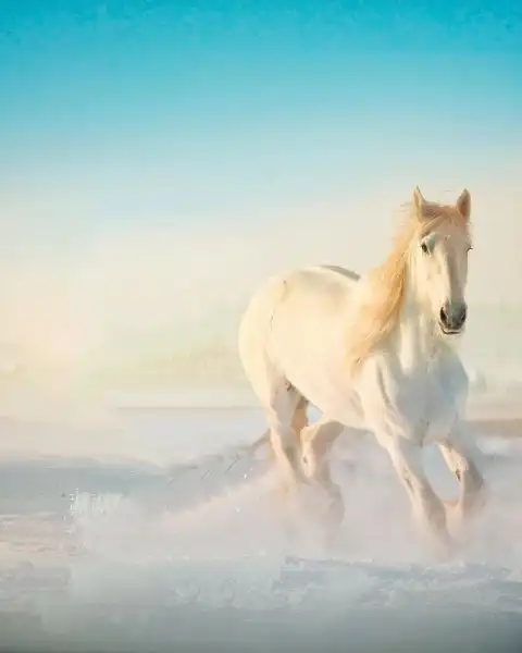 White Horse Running Photo Editing Background Download