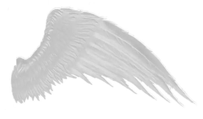 White One Side Wings PNG Images Download
