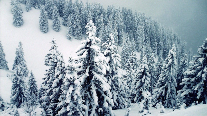 White Winter Tree Background Full HD Donwload