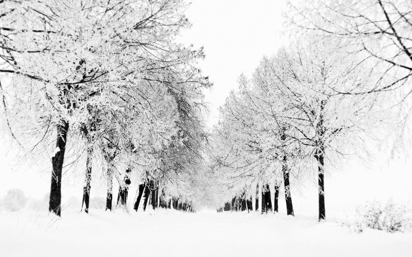 White Winter Tree Background HD Download