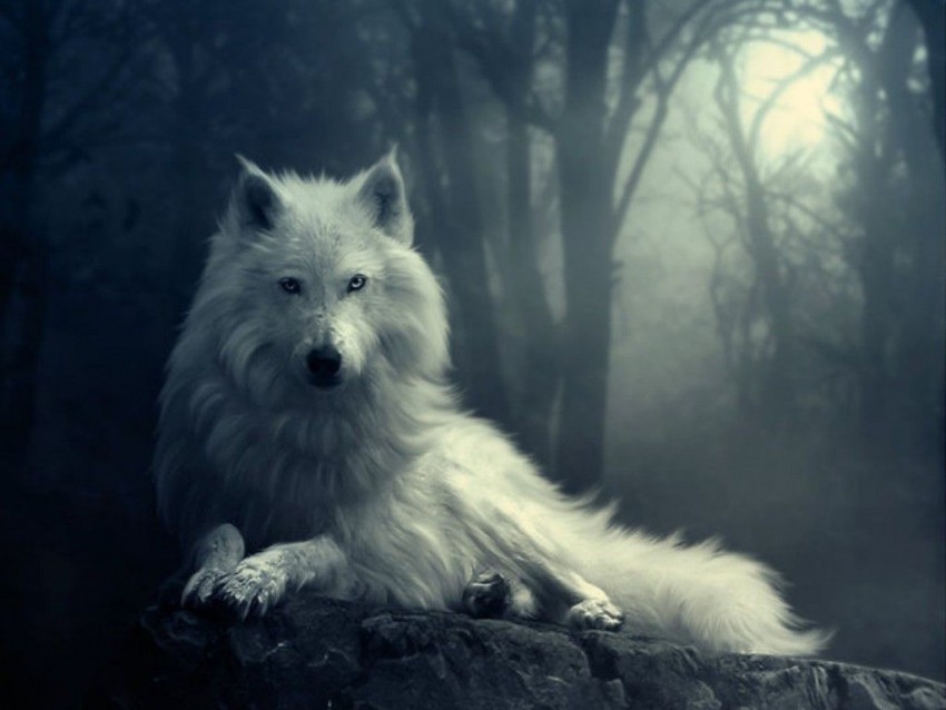 White Wolf Background Full HD Wallpaper Download