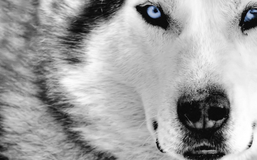 White Wolf Face Background Full HD Wallpaper