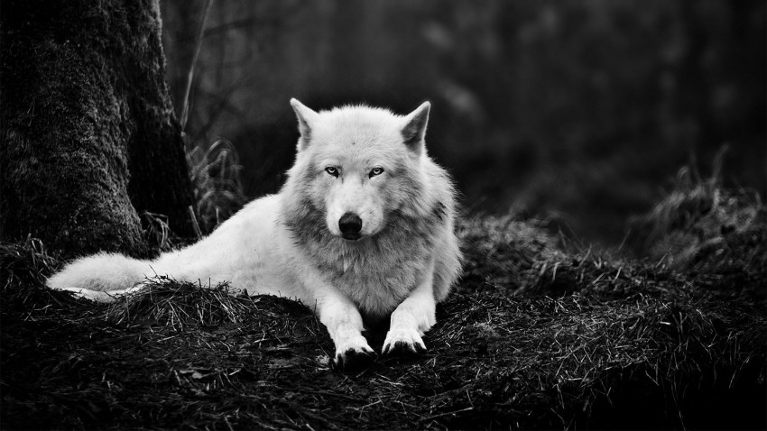 White Wolf Sitting Background Full HD Download