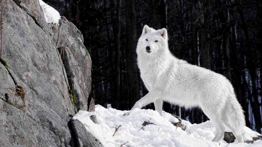 White Wolf Standing Background Full HD Download