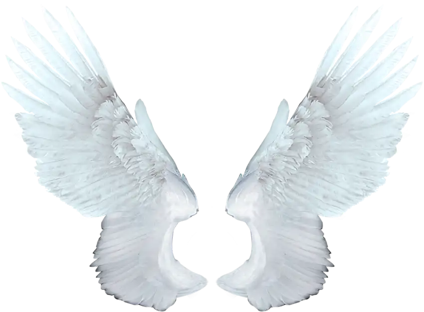 Wings PNG Images Download