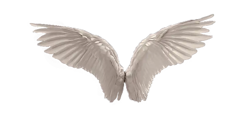 Wings White Color HD PNG Images Download