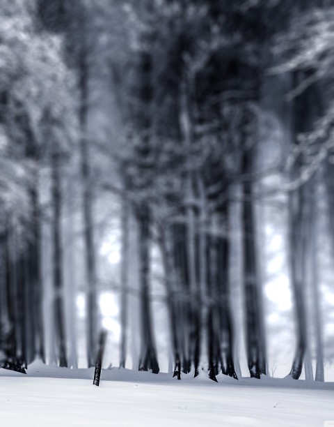 Winter Forest Editing CB Picsart Background HD Download