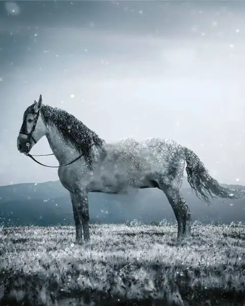 Winter Horse Standing Picsart Background HD Download