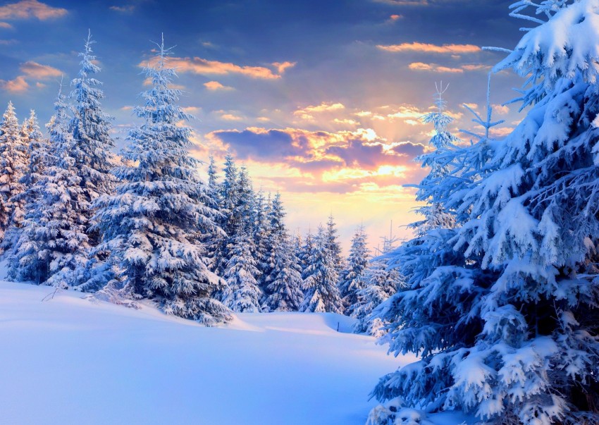 Winter Tree Background Full HD Download